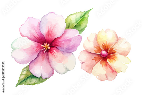 Watercolor Impatiens Blossom, Colorful Shade Garden Floral Vector Isolated on White
