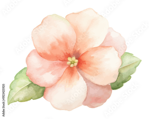 Tableau sur toile Watercolor Impatiens Flower, Soft Botanical Clipart, vector illustration isolate