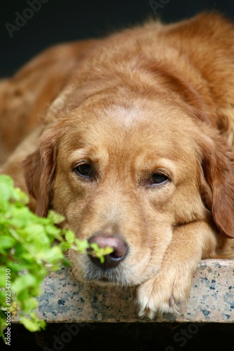 Relaxed Golden Retriever (close-up) 