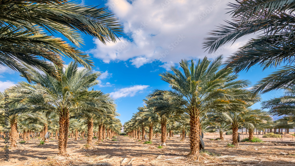 Obraz premium Panoramic view on plantation of date palm trees on a sunny day, agriculture in desert and arid areas of the Middle East