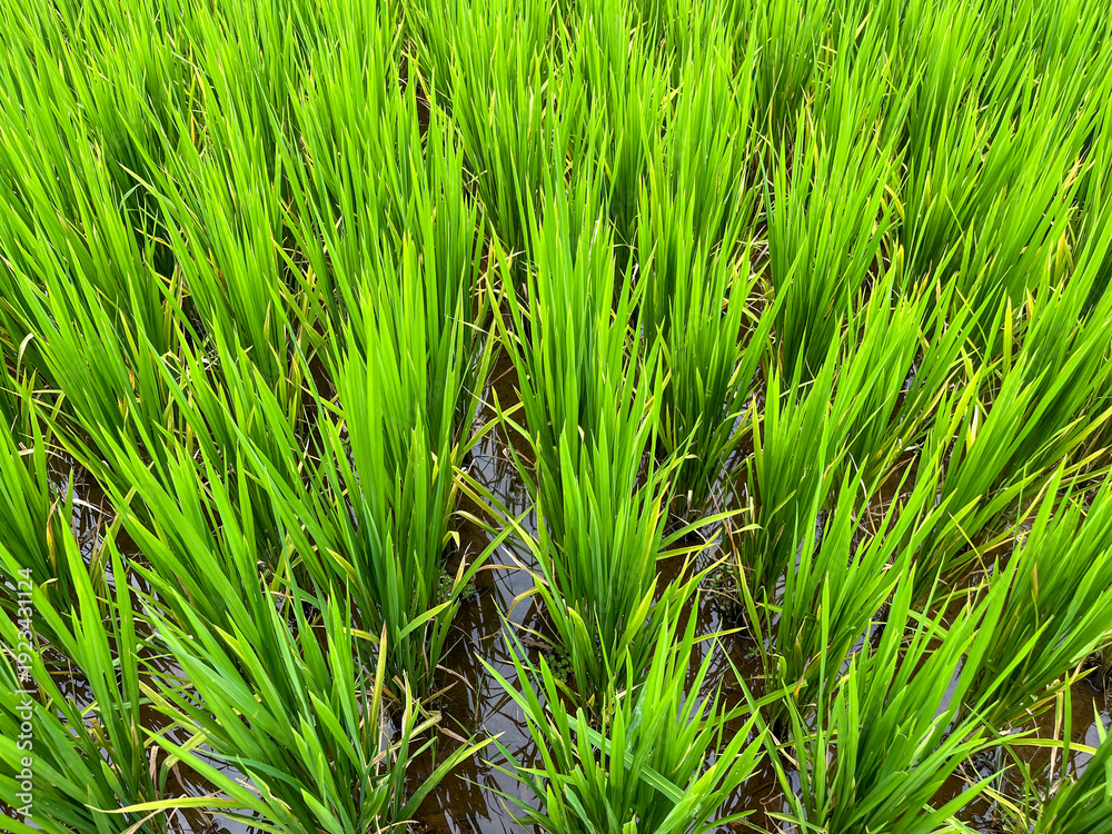 Obraz premium Vibrant green rice plants grow densely in a flooded paddy field, capturing the essence of traditional Indonesian agriculture and the beauty of fertile rural landscapes during the peak growing season.