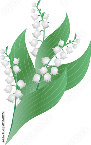 Lily of the Valley Flower Illustration. Vector Material for May Flowers, Plants, and Nature