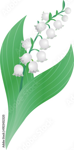 Lily of the Valley Flower Illustration. Vector Material for May Flowers, Plants, and Nature
