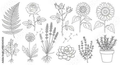 Detailed botanical line art collection of various plants and flowers.
