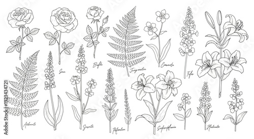 A collection of detailed botanical line art illustrations featuring various flowers and plants like roses, ferns, and lilies, perfect for design projects.