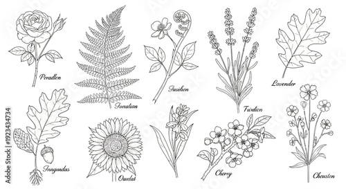 Black and white line art drawings of various plants and flowers with their names.