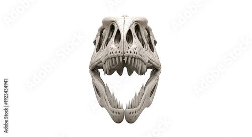 Tyrannosaurus Rex Skull