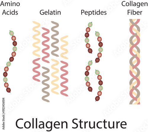 Collagen Structure Science Design Vector Illustration Diagram