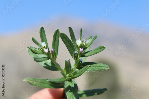 Corn gromwell, bastard alkanet, Field Gromwell or Buglossoides arvensis