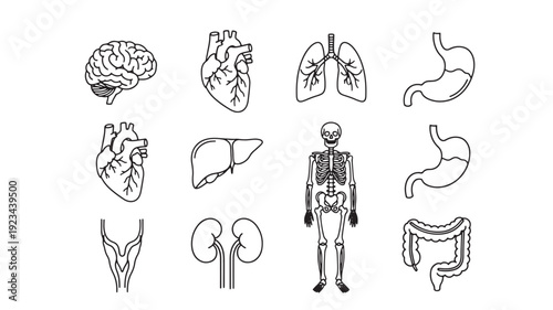 Human organs outline icon set with brain, heart, lungs, stomach, liver, kidneys, skeleton, intestines and urinary bladder, black line anatomy symbols featuring digestive system, respiratory system,