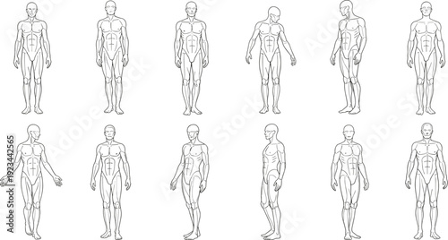 Male human anatomy poses illustration set, muscular body structure reference, standing positions, medical fitness art, detailed outline vector isolated