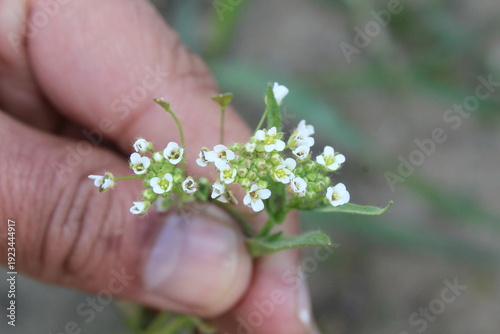 Shepherd's purse or Capsella bursa-pastoris