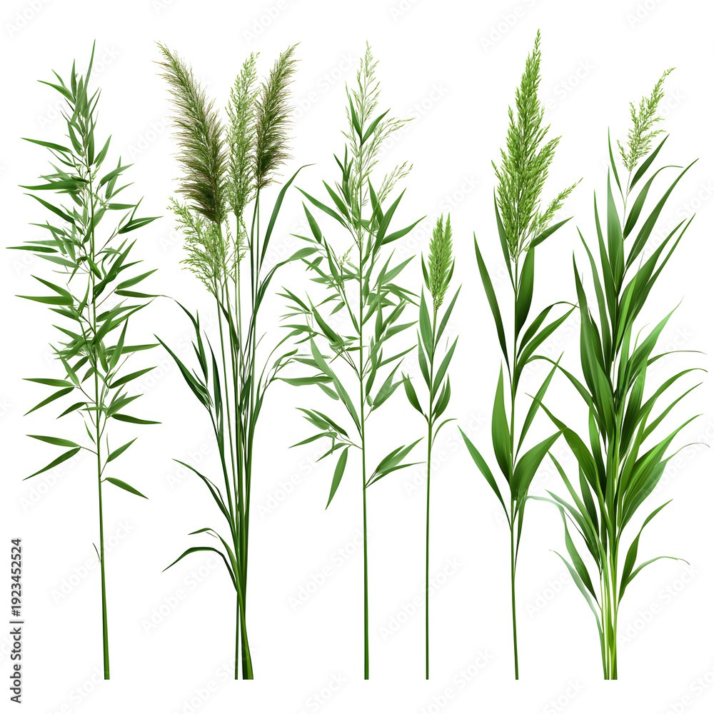 Obraz premium Green grass plants isolated on white background various species and growth stages