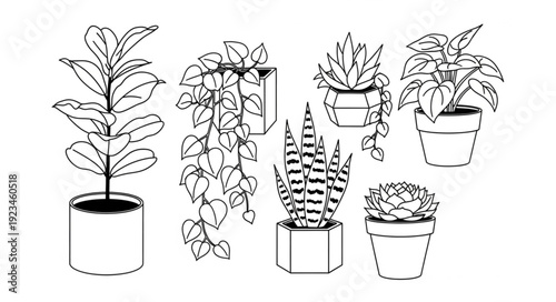 Collection of potted houseplants in a simple line drawing style.