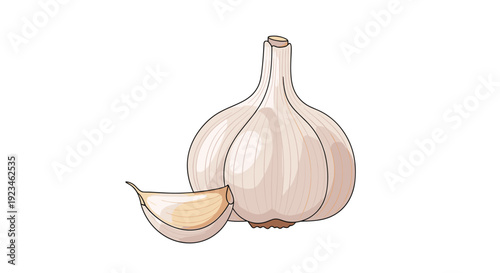 Detailed illustration of a whole white garlic bulb next to a single peeled clove, representing fresh organic ingredients for cooking and healthy eating.