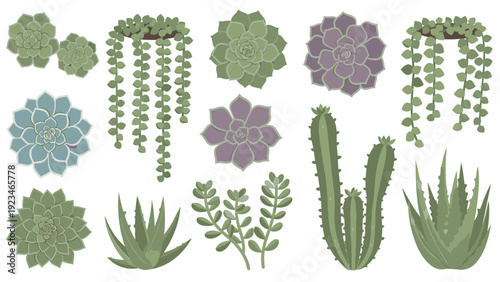 Flat lay of various succulent plants and flowers including cacti, aloe, and echeveria against a clean white background.