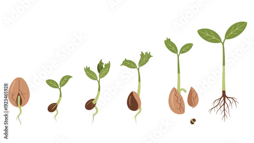 Illustration of a plant seed germination process with six stages from seed to sprout on a white background.
