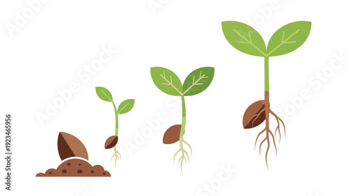 Illustration of a plant seed germination process with four stages from seed to sprout with roots on a white background.