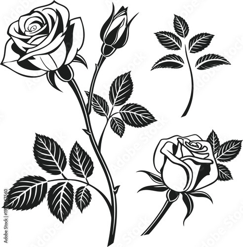 Blackandwhite illustration of roses and leaves on white background