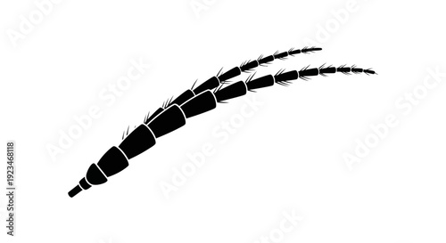 Black insect antennae with segments.