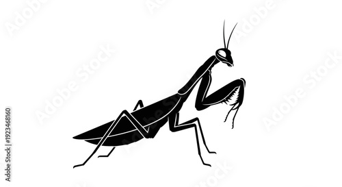 Black praying mantis insect side view.