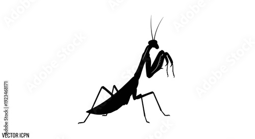 Black praying mantis insect standing still.