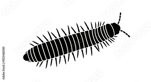 Centipede insect with many legs crawling.