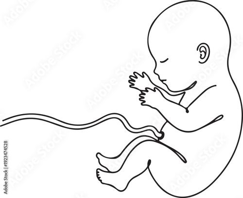 Fetal with umbilical cord fetus baby womb pregnancy