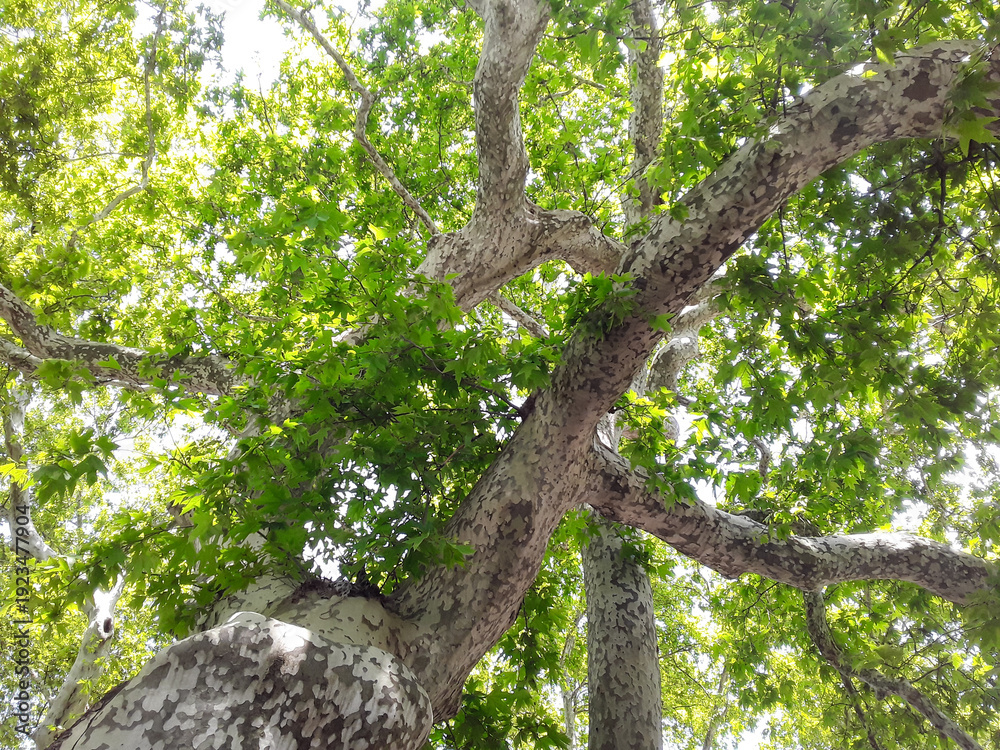 Fototapeta premium Looking up at plane tree canopy with textured bark and green leaves. Low angle view of sycamore tree branches against bright sky.