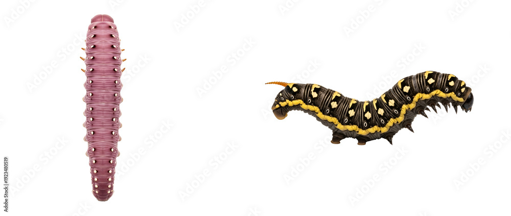 Obraz premium A caterpillar transforms into a larva on transparent background