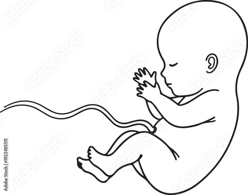 Black and white line of a human fetus with umbilical cord unborn baby infant