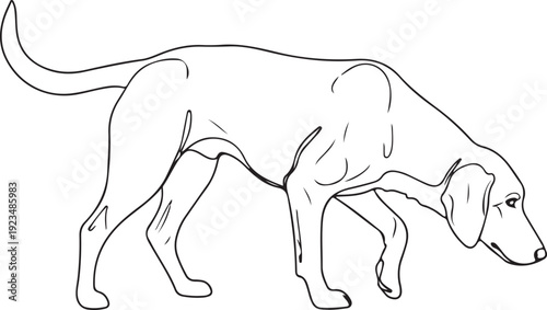 Line of a dog sniffing the ground with its head down canine animal