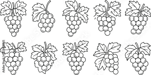 Fresh purple grape bunch collection vector illustration set featuring ripe vineyard fruit isolated on white background