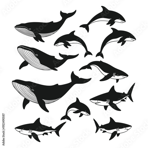 Dolphins and Whales Swimming Together in Harmony vector illustration
