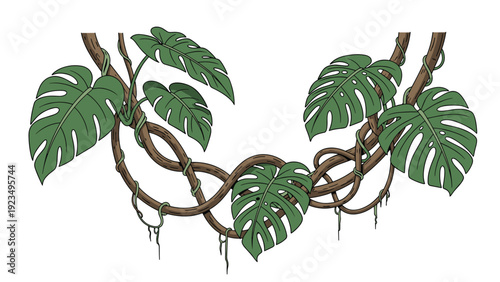 Tropical monstera leaves and twisted jungle vines create a lush green background suitable for nature and botanical themed projects.