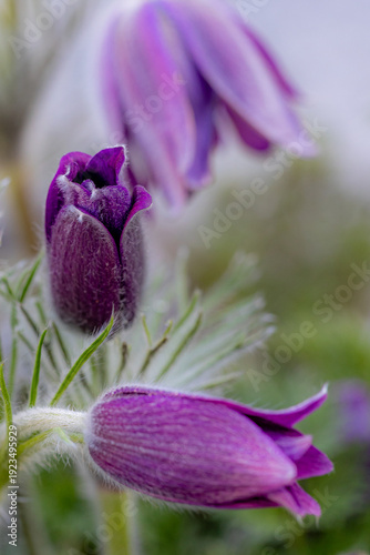 Pulsatilla vulgaris (pasqueflower) blooming with fuzzy stem and hairy petals