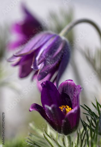 Pulsatilla vulgaris (pasqueflower) blooming with fuzzy stem and hairy petals