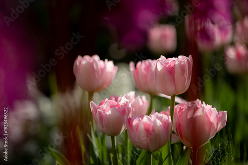White and pink tulip flowers (Tulipa) blooming in a spring garden