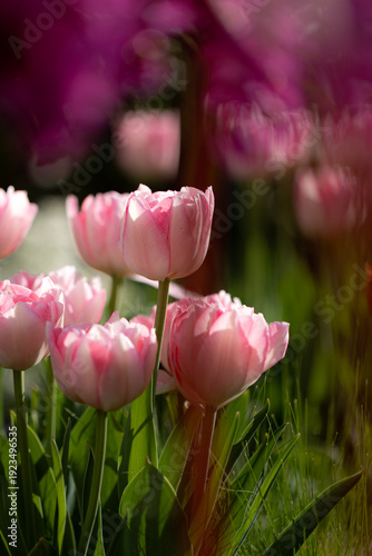 White and pink tulip flowers (Tulipa) blooming in a spring garden