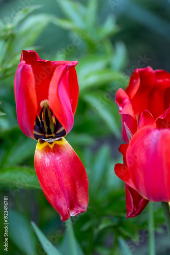 Red tulip flower (Tulipa) blooming in a spring garden with some petals hanging down