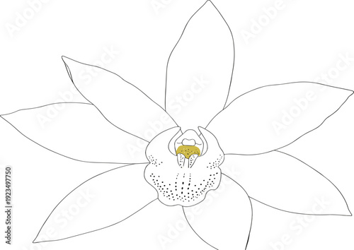 Hand Drawn Vanilla Orchid Flower Vector Illustration with Outline and Detail