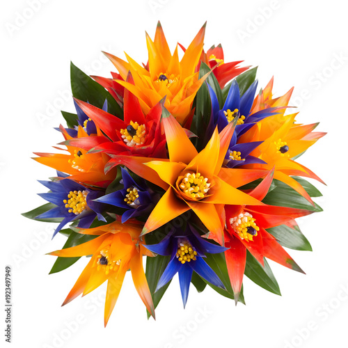 Colorful Bromeliad Flower Arrangement Isolated bouquet