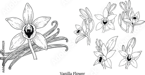 Vanilla Flower Hand Drawn Vector Set with Multiple Views and Vanilla Beans