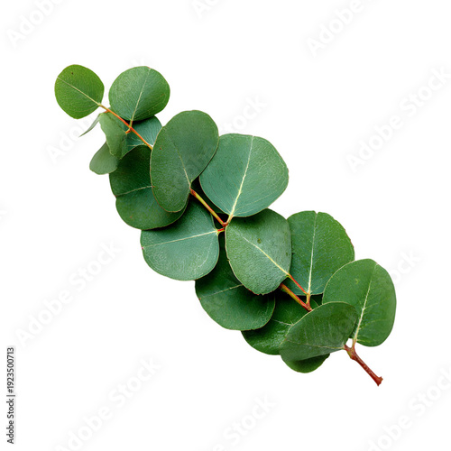 Eucalyptus Branch with Round Green Leaves round leaves