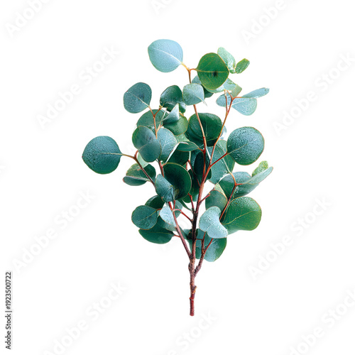 Eucalyptus Tree Branch with Blue- Green Leaves blue-green