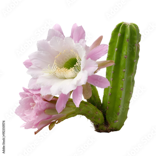 Green Cactus with Delicate Pink and White Flowers succulent
