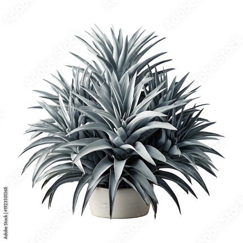 Gray Succulent Plant in White Pot Isolated green leaves