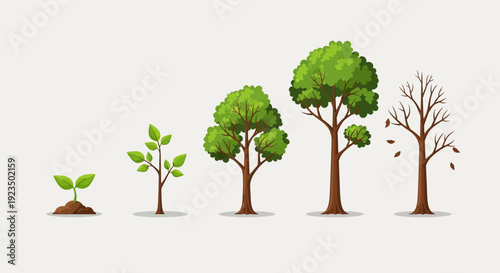 Tree Life Cycle Stages from Sprout to Death.