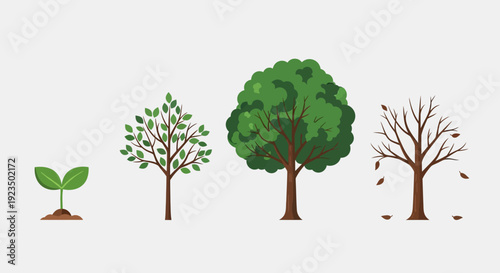 Illustration of a tree's life cycle from sprout to maturity and decay.