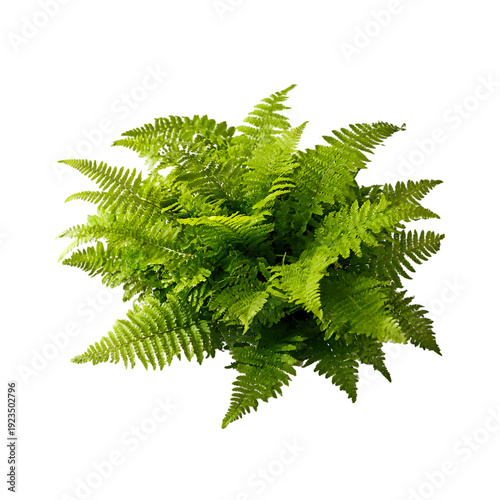 Lush green fern plant isolated on white background
